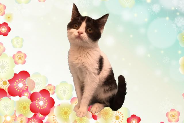 スコティッシュフォールド 子犬や子猫たちのペット販売情報が満載 ペットステーション