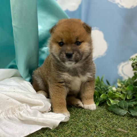 ペットアイランド海老名店 神奈川県 子犬や子猫たちのペット販売情報が満載 ペットステーション