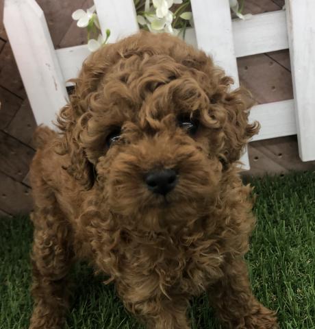 トイプードル 子犬や子猫たちのペット販売情報が満載 ペットステーション