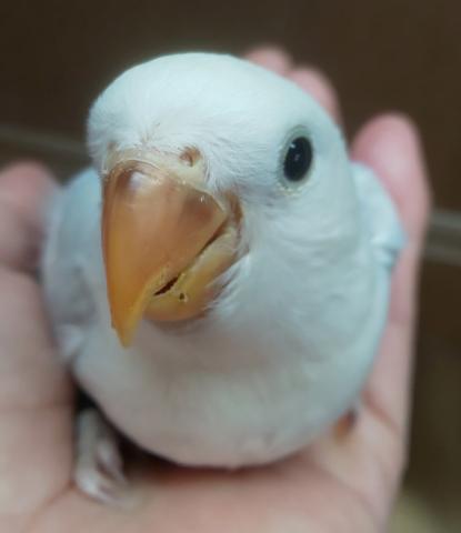 コザクラインコ 子犬や子猫たちのペット販売情報が満載 ペットステーション コザクラインコ 子犬や子猫たちのペット販売情報が満載 ペットステーション