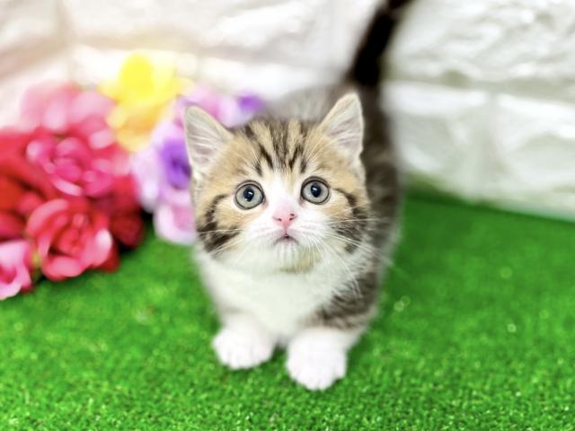 マンチカン 子犬や子猫たちのペット販売情報が満載 ペットステーション