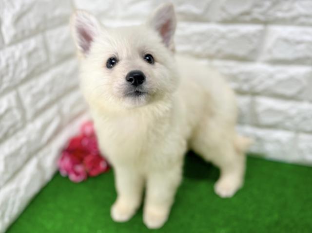ホワイトスイスシェパード - 子犬や子猫たちのペット販売情報が満載