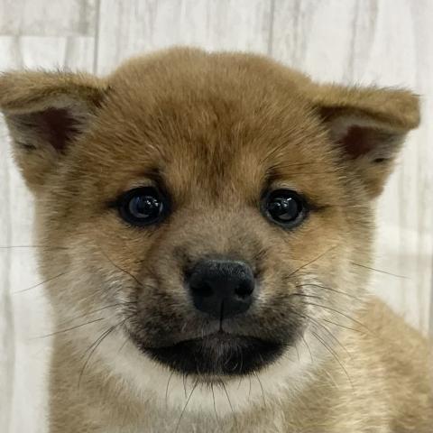 柴犬