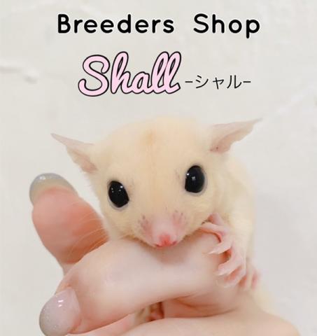 Breeders shop Shall【シャル】