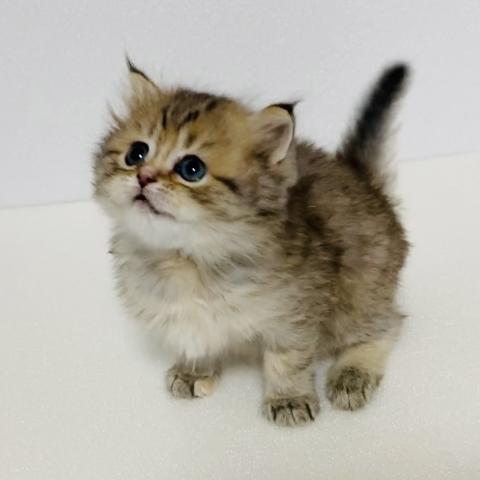 ミヌエット 旧ナポレオン 子犬や子猫たちのペット販売情報が満載 ペットステーション