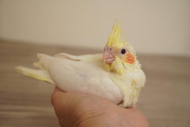 オカメインコ ルチノー - 子犬や子猫たちのペット販売情報が満載