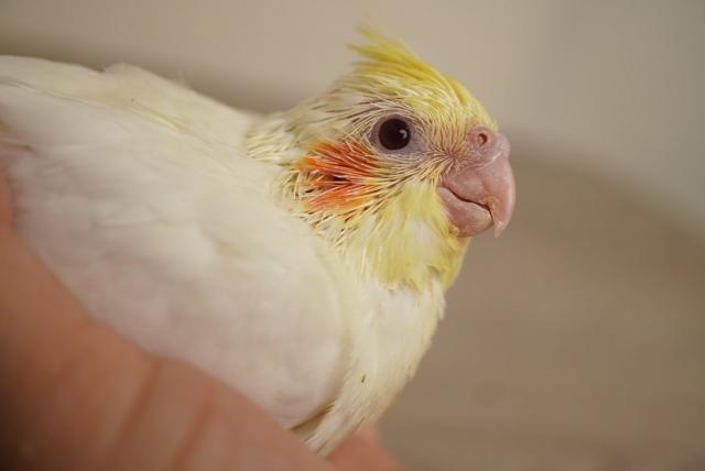 オカメインコ ルチノー - 子犬や子猫たちのペット販売情報が満載