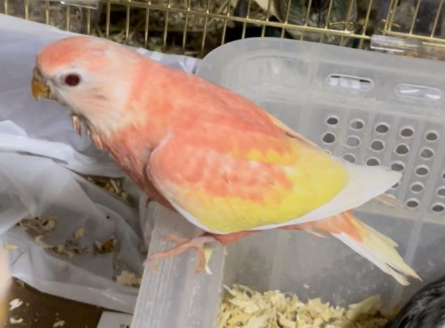 アキクサインコルビノー 雛 子犬や子猫たちのペット販売情報が満載 ペットステーション