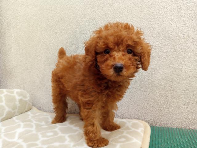 ペットアミ花巻店 岩手県 子犬や子猫たちのペット販売情報が満載 ペットステーション