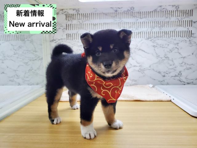 柴犬