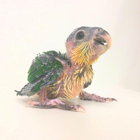 ズグロシロハラインコ