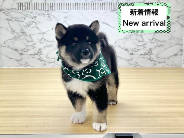 柴犬