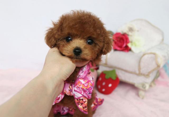 トイプードル 子犬や子猫たちのペット販売情報が満載 ペットステーション