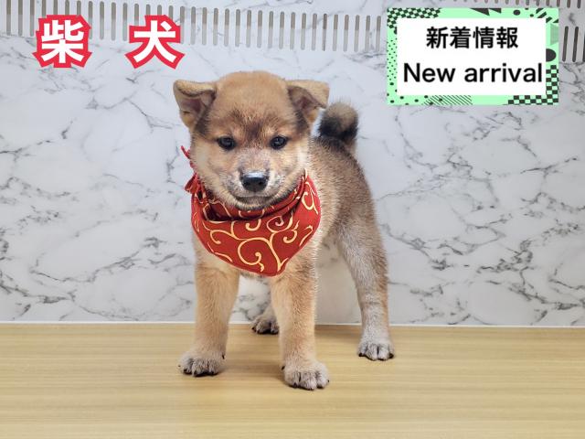 柴犬