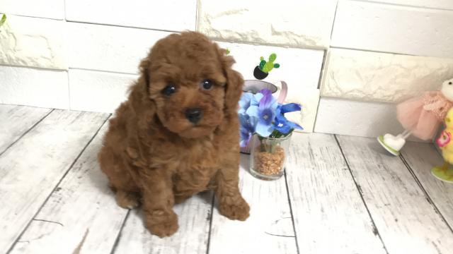 可愛すぎる トイプードルgirlyダイカット 大人気 自立土台付き Www Vetrepro Fr