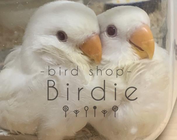 birdshop Birdie
