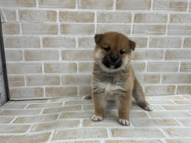 柴犬