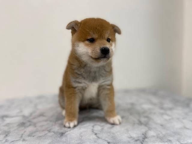 柴犬 子犬や子猫たちのペット販売情報が満載 ペットステーション