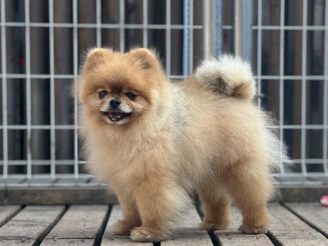 POMERANIAN CNシンバ（祖父JKCCH HADLEIGH)※遺伝子検査（高尿酸尿症）クリア