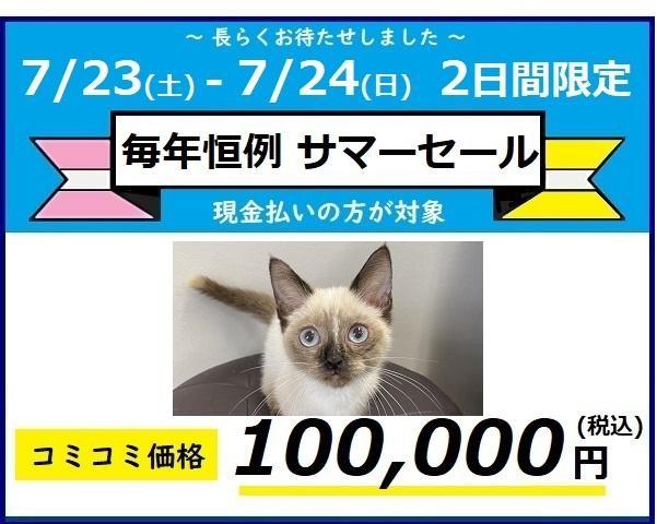 にじいろねこちゃん専用 7点 Jadekerr Com Au