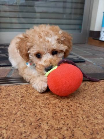 トイプードル 子犬や子猫たちのペット販売情報が満載 ペットステーション