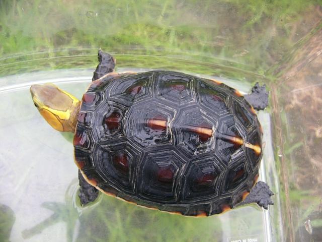 セマルハコガメ Sa 1 子犬や子猫たちのペット販売情報が満載 ペットステーション