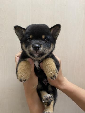 柴犬豆柴 子犬や子猫たちのペット販売情報が満載 ペットステーション