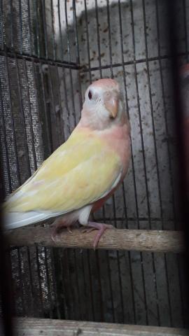 アキクサインコ 子犬や子猫たちのペット販売情報が満載 ペットステーション