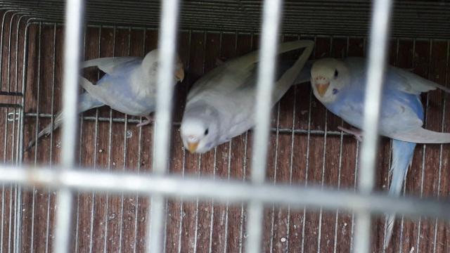 高級セキセイインコ - 子犬や子猫たちのペット販売情報が満載「ペット