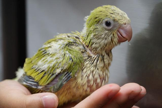 オキナインコ グリーンパリッド - 子犬や子猫たちのペット販売情報が満載「ペットステーション」