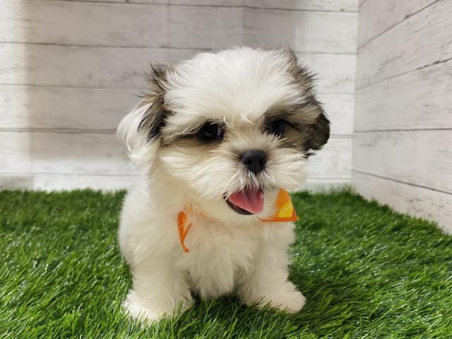 Mix 雑種 マルチーズ シーズー 子犬や子猫たちのペット販売情報が満載 ペットステーション