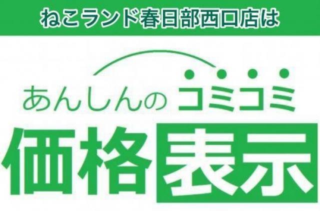 タレント猫専門店 ねこランド春日部西口店 埼玉県 子犬や子猫たちのペット販売情報が満載 ペットステーション