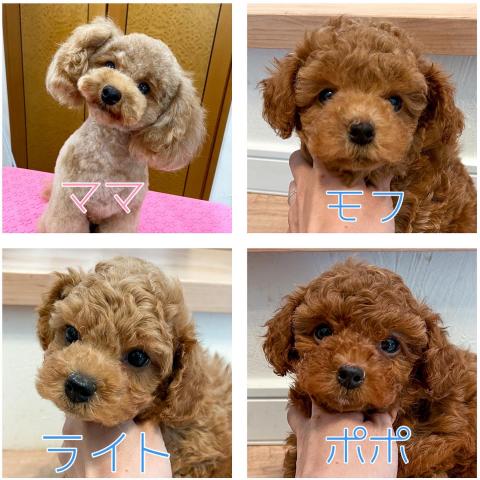 トイプードル 子犬や子猫たちのペット販売情報が満載 ペットステーション トイプードル 子犬や子猫たちのペット販売情報が満載 ペットステーション