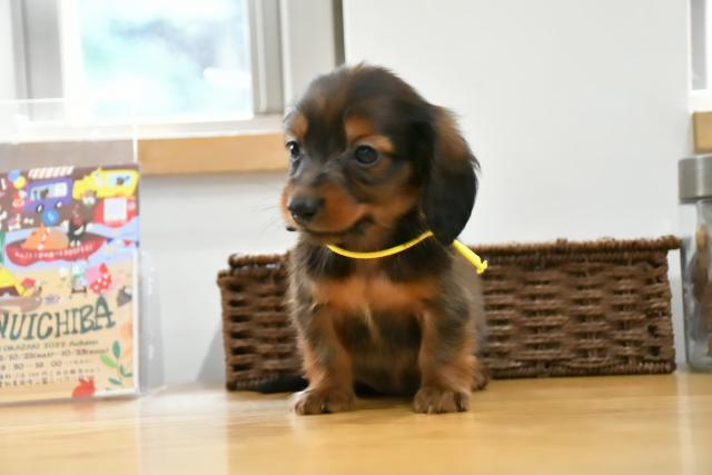 カニンヘンダックスフンド 子犬や子猫たちのペット販売情報が満載 ペットステーション