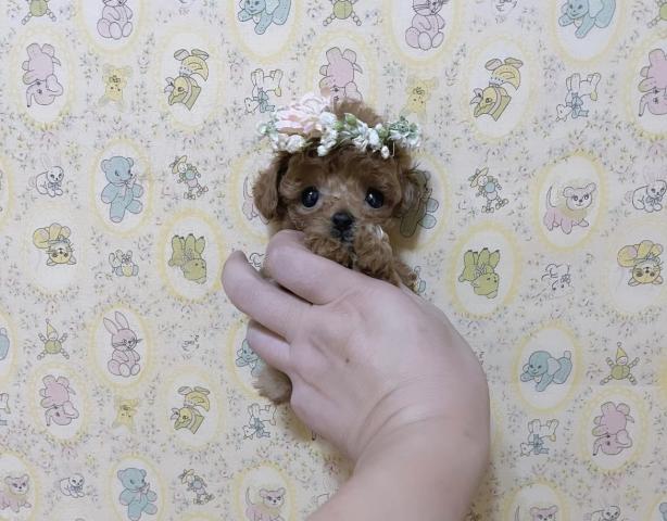 めっちゃ可愛いお人形 子犬や子猫たちのペット販売情報が満載 ペットステーション