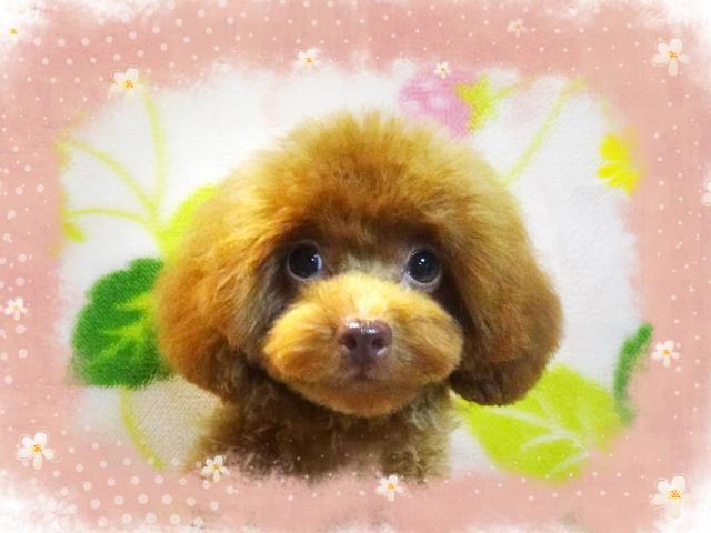 トイプードル 子犬や子猫たちのペット販売情報が満載 ペットステーション