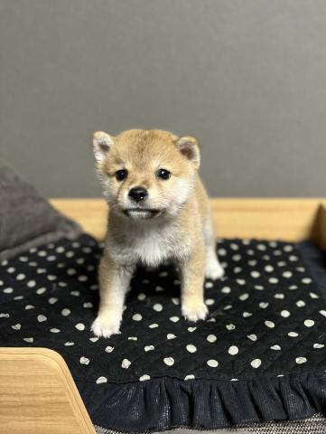 柴犬 極小豆柴 子犬や子猫たちのペット販売情報が満載 ペットステーション