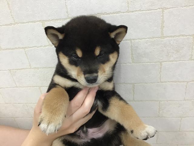 ペットアミ新津店 新潟県 子犬や子猫たちのペット販売情報が満載 ペットステーション