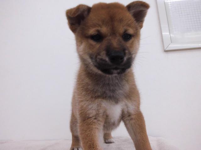 ビバペッツ長久手店 愛知県 子犬や子猫たちのペット販売情報が満載 ペットステーション