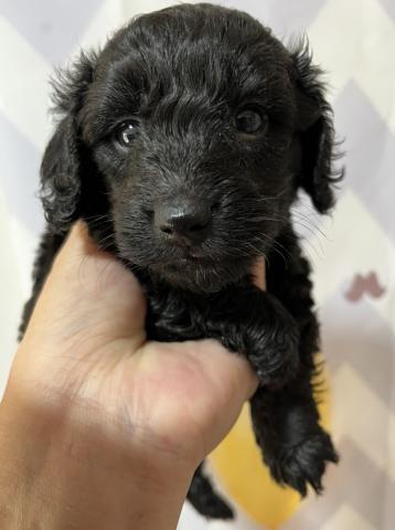 ダップー Mダックス トイプードル 子犬や子猫たちのペット販売情報が満載 ペットステーション