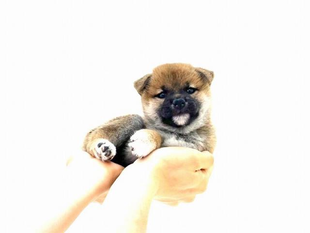 豆柴犬 - 子犬や子猫たちのペット販売情報が満載「ペットステーション」