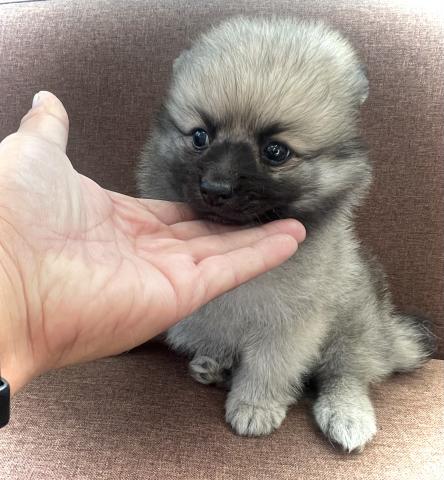 ポメラニアン💕クマ顔のポメくん💕広告プライスにご注目💕今なら総額138,000円‼️全国へお届けできます💕