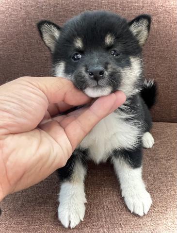 柴犬⭐️豆柴⭐️超人気の黒豆ちゃん⭐️広告の特価にご注目⭐️全国へ