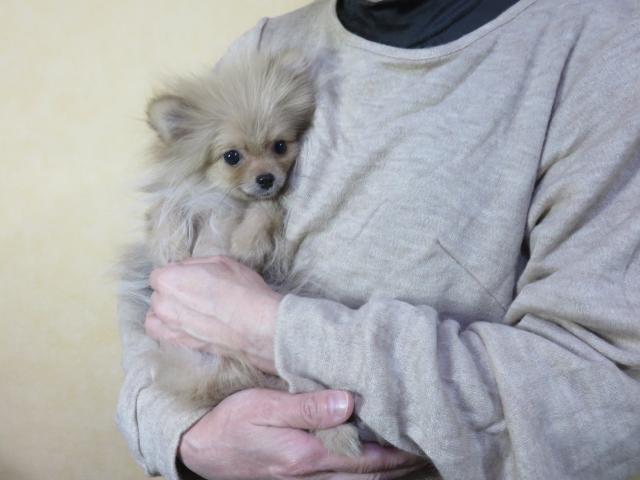ポメラニアン