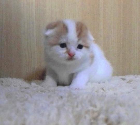 スコティッシュフォールド