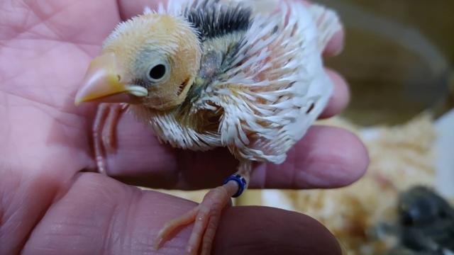 弥富文鳥①