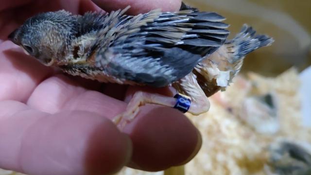 弥富文鳥③