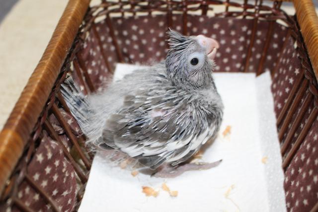 オカメインコ挿し餌中