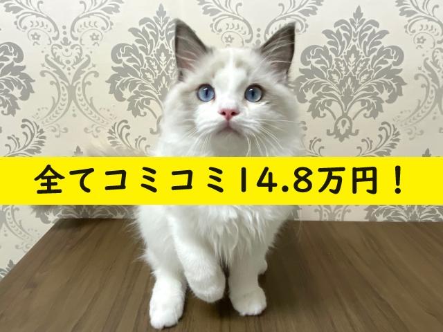 $variety 💕人気のブルーポイントバイカラー💕