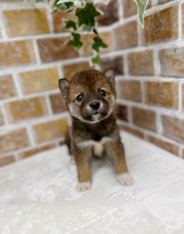 柴犬豆柴です‼️【動画あり♪】豆柴入舎しました‼︎靴下柄とちょこんとついたお耳が可愛すぎる♡♡